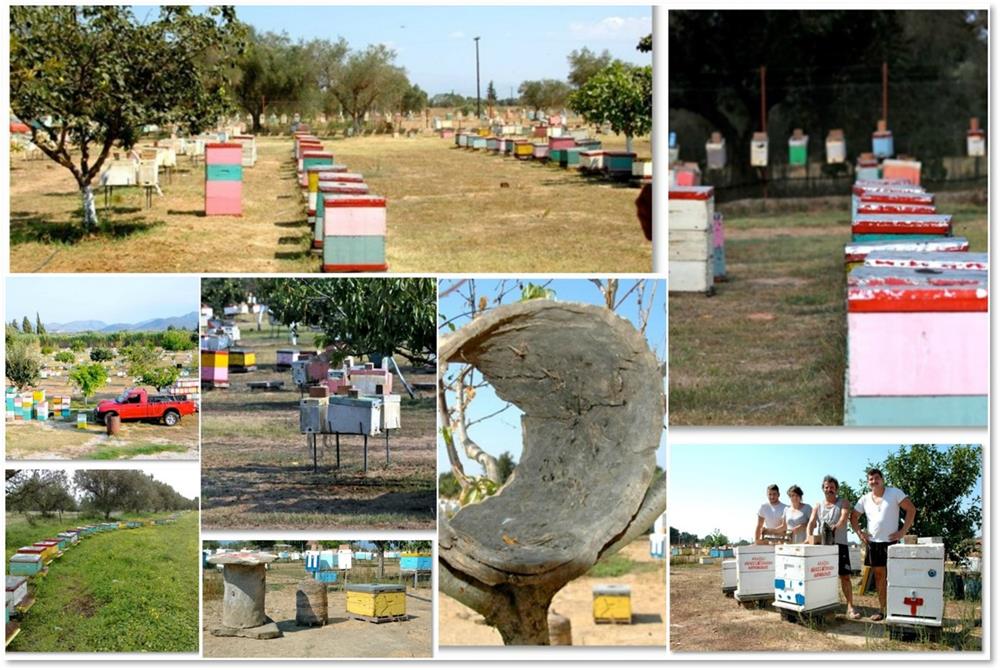 Pollen collection program: 1800 hives 20tns/annually