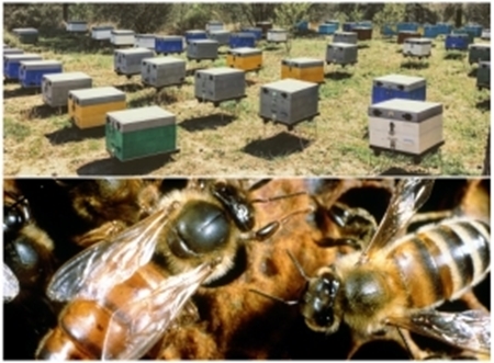 Imagen de categoría Abejas