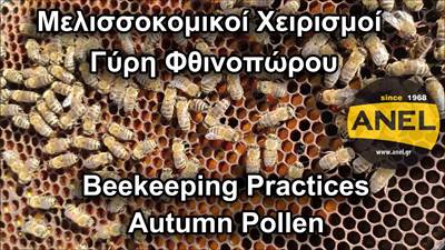 Beehive inspection for pollen in autumn