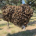Picture of Honeybee Swarm Allure Stick ANEL 20 pieces