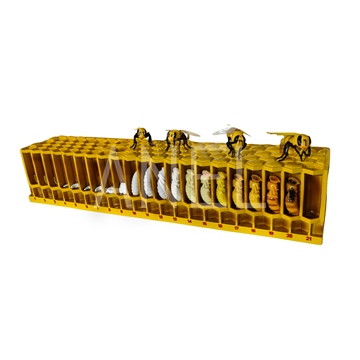 Εικόνα της Ζωή Της Μέλισσας 3D Model