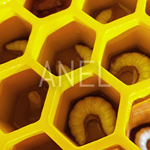 Ζωή Της Μέλισσας 3D Model